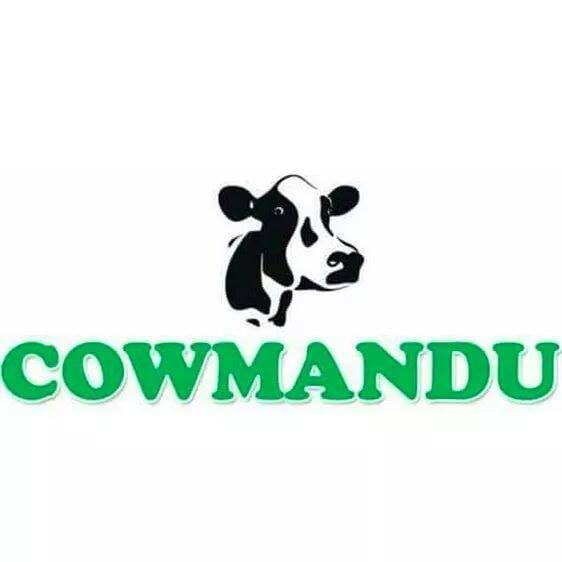 cowmandu pp